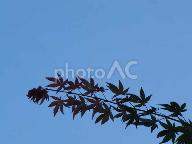もみじ　シルエット風　Ⅱ 植物,空,雲一つない空の写真素材