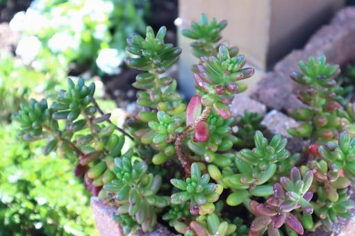 多肉植物 セダム 虹の玉 多肉植物 セダム 虹の玉の写真