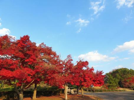 鮮やかな紅葉 鮮やかな紅葉の写真