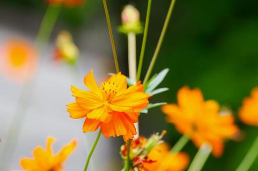 Photo, flower, kivanacosmos, cosmos, 
