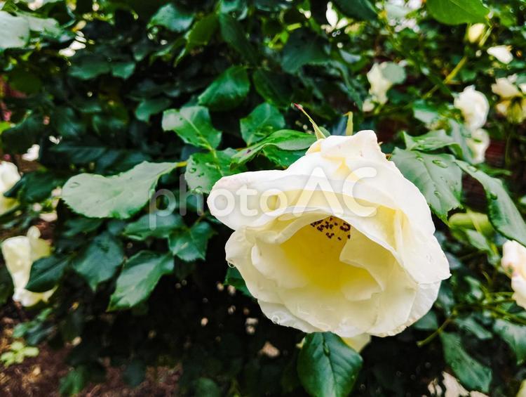 ホワイトマジック 薔薇,ホワイトマジック,白いバラの写真素材