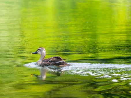 池を泳ぐカルガモ 池を泳ぐカルガモの写真