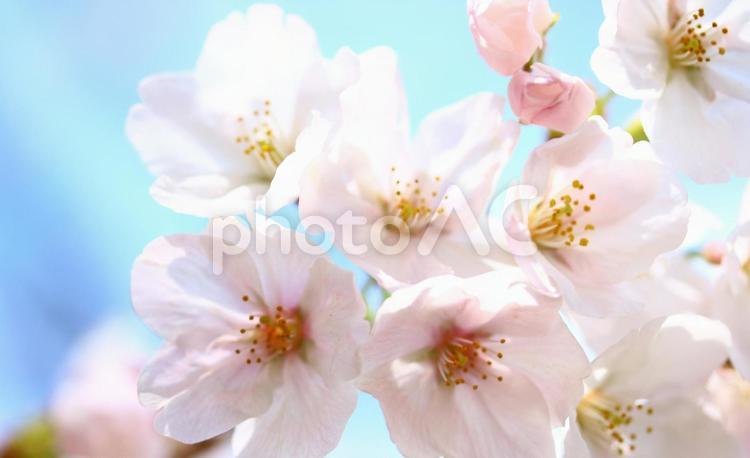 青空と桜 桜,青空,ピンクの写真素材