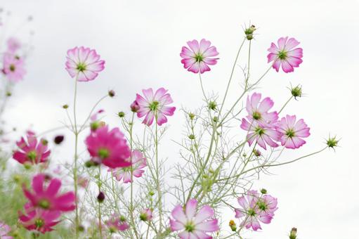 秋空とコスモス 秋空とコスモス コスモス,秋桜,秋の写真素材