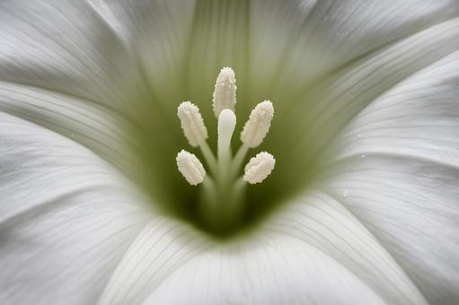 清楚な白百合接写の写真