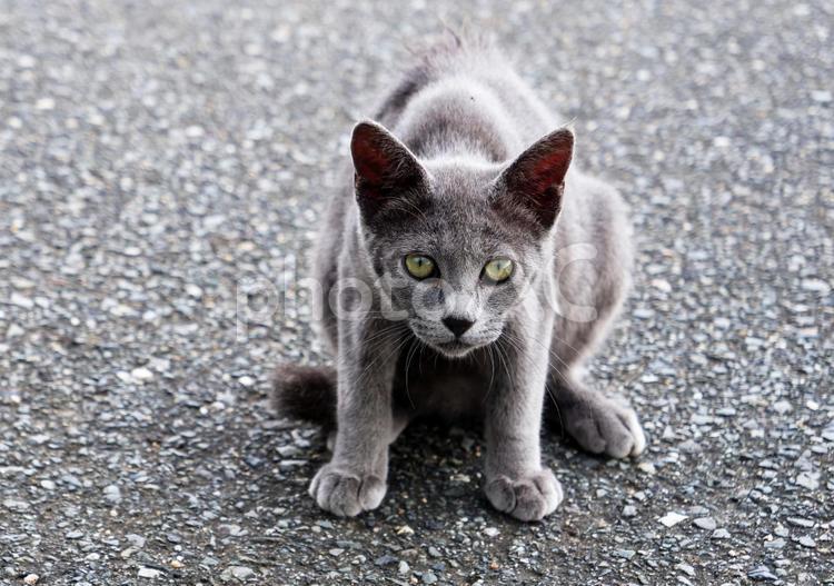 ネコ　　ねこ　猫　野良猫　座る ネコ,ねこ,猫の写真素材
