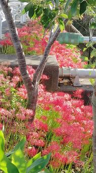 彼岸花の群生 彼岸花,群生,花の写真素材