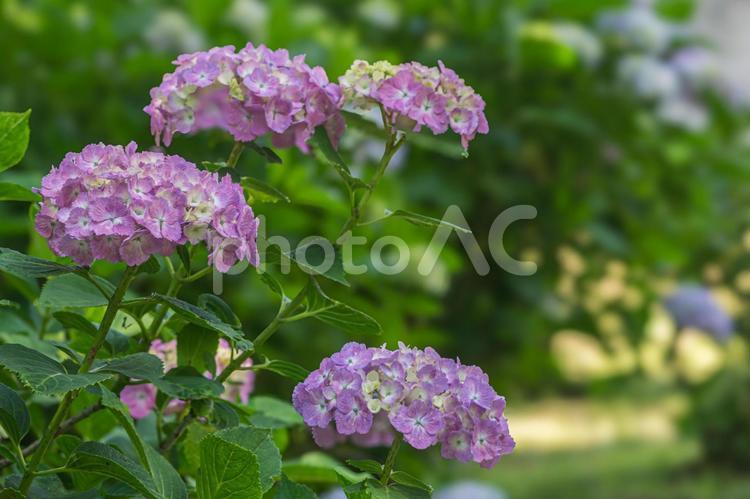 公園のアジサイ 紫陽花,あじさい,5月の写真素材
