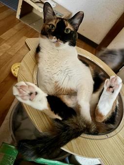 Three-haired cat, JPG