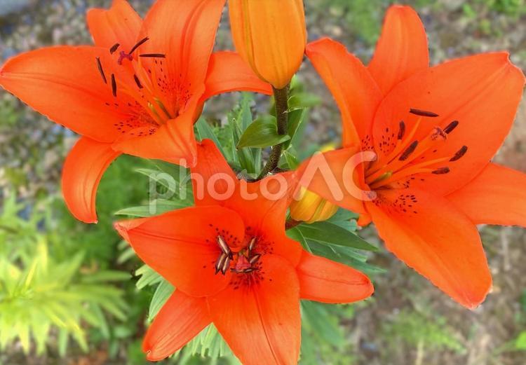 夏の庭を彩る情熱的なユリの花 百合,オレンジ,花の写真素材