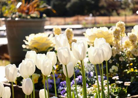 White tulips, JPG