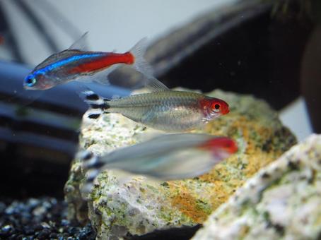 ラミーノーズテトラ ラミーノーズテトラ 熱帯魚,魚,淡水魚の写真素材