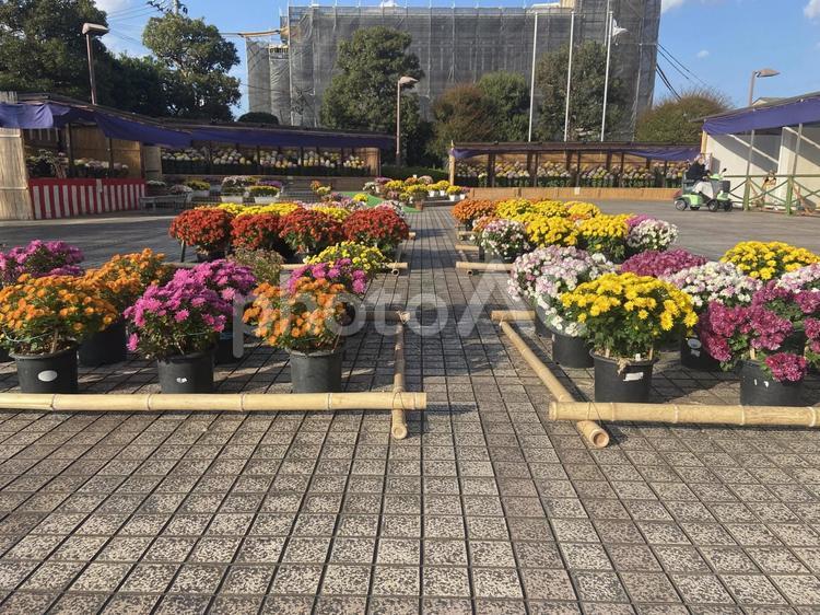徳島県　吉野川市　大菊人形 菊,祭り,花の写真素材
