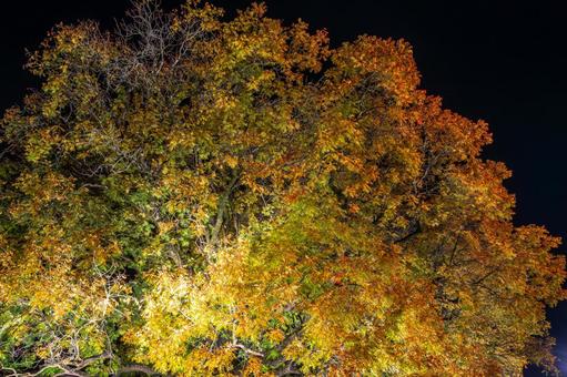 闇夜に浮かぶ幻想的な紅葉のライトアップ 紅葉,ライトアップ,夜の写真素材