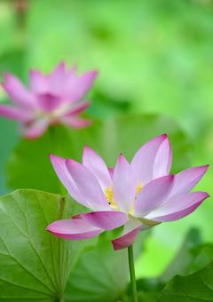 蓮の花 蓮の花の写真