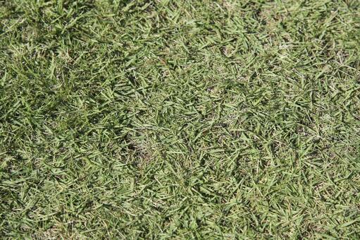 夏の芝生のクローズアップ 芝生,草,緑の写真素材