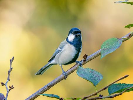 枝にとまるシジュウカラ 枝にとまるシジュウカラ シジュウカラ,野鳥,鳥の写真素材