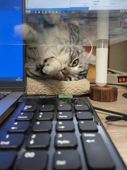 仕事の邪魔はしていません 仕事の邪魔はしていません アメリカンカール,猫,ペットの写真素材