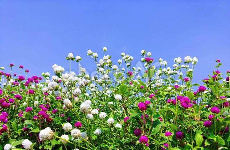紅白のセンニチコウと真夏の青空 センニチコウ,花,夏の写真素材
