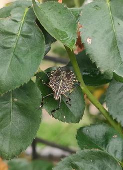 キマダラカメムシ キマダラカメムシ キマダラカメムシ,カメムシ,害虫の写真素材