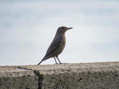 防波堤に佇むイソヒヨドリのメス 防波堤に佇むイソヒヨドリのメス イソヒヨドリ,野鳥,動物の写真素材