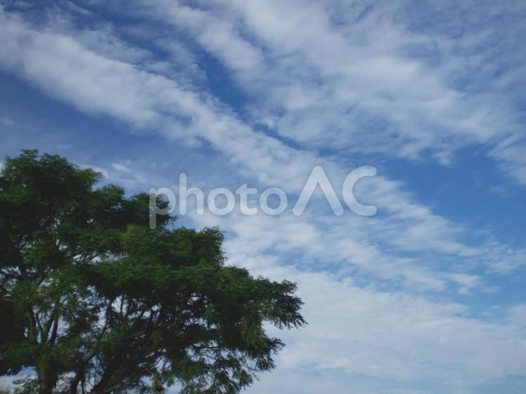 秋晴れ 樹木,大樹,緑の写真素材
