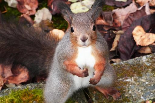 北海道に生息の可愛いエゾリス エゾリス,リス,栗鼠の写真素材