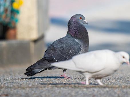 地面を歩くドバト・カワラバト 地面を歩くドバト・カワラバト ドバト,カワラバト,動物の写真素材