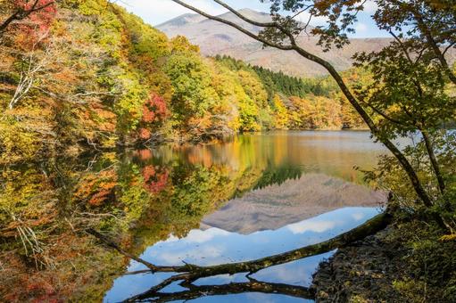 秋の長老湖⑺ 秋,紅葉,長老湖の写真素材