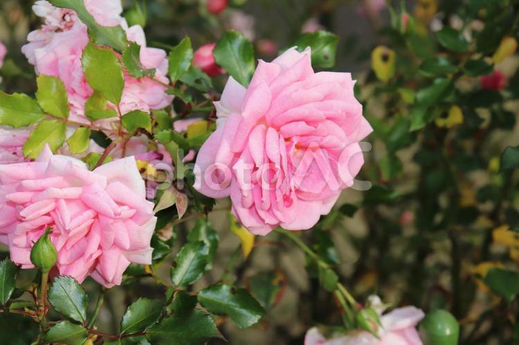音楽家の名前を持つバラ、メンデルスゾーン 薔薇,メンデルスゾーン,ピンクの写真素材
