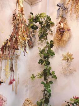 壁紙 植物 壁紙 植物の写真