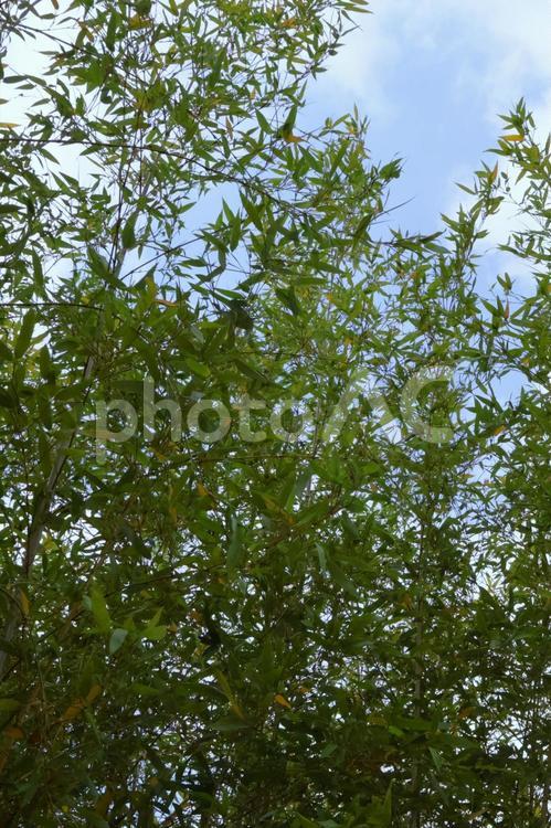 竹林と青空3（人物なし） 竹林,青空,竹の写真素材