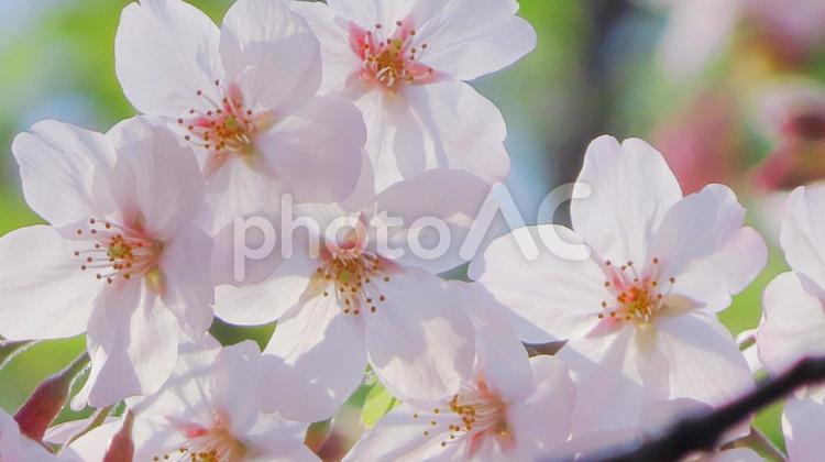 桜の花のアップ　 桜,満開,ピンクの写真素材