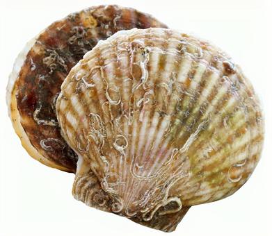 ホタテ(psd・透過素材) ホタテ(psd・透過素材) 帆立,ホタテ,食べ物の写真素材