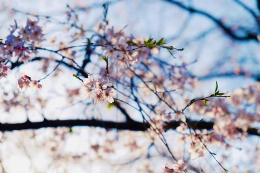 淡い季節の写真