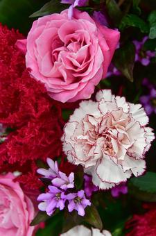ピンクのバラ、カーネーション バラ,カーネーション,リンドウの写真素材