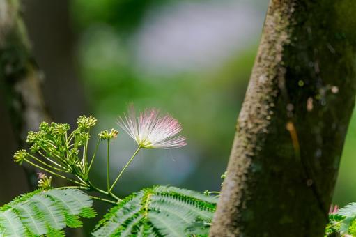 Silk Tree ⑽, JPG Silk Tree ⑽, JPG