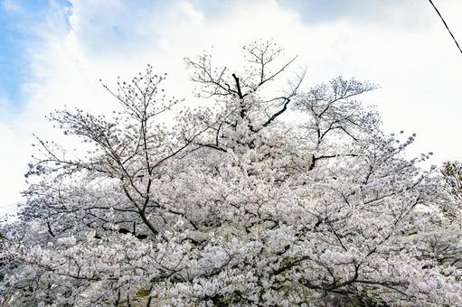 ソメイヨシノ ソメイヨシノの写真
