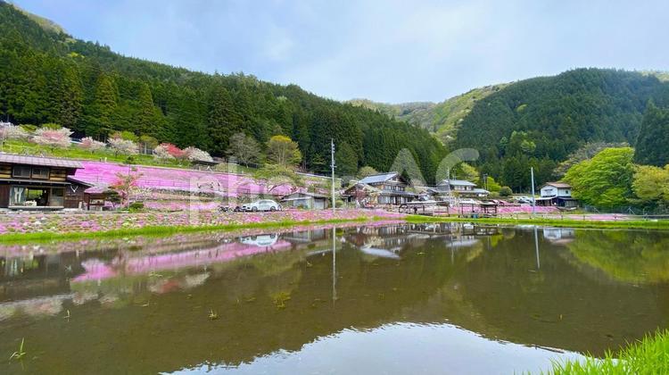 せせらぎ街道／國田家の芝桜 せせらぎ街道,芝桜,新緑の写真素材