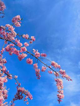 美しい青い空と満開の桜 美しい青い空と満開の桜 桜,花,春の写真素材