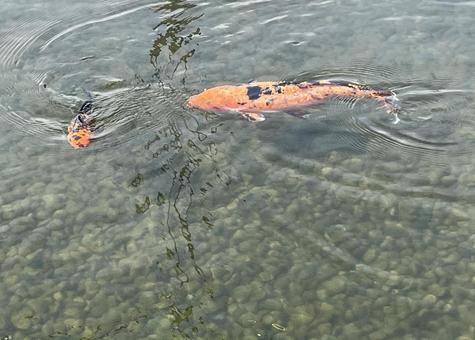 オレンジと黒の錦鯉 05 錦鯉,ニシキゴイ,淡水魚の写真素材