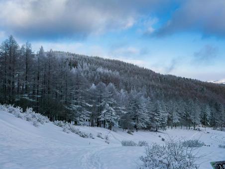 冬の入笠山の霧氷 冬の入笠山の霧氷の写真