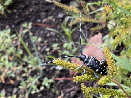 Photo, affiliation, sesame spots, longhorn beetle, 