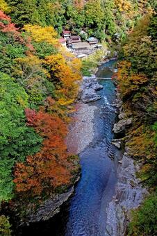 紅葉の鳩ノ巣渓谷② 鳩ノ巣渓谷,紅葉,黄葉の写真素材