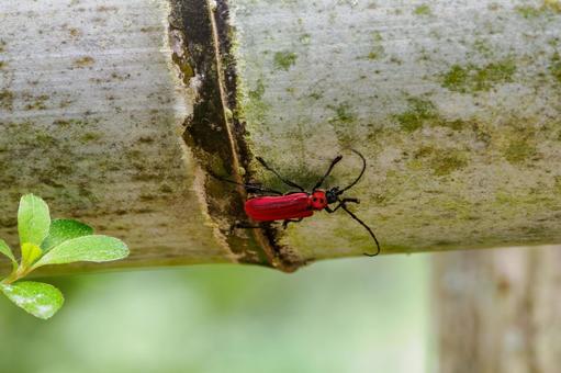 Photo, insect, purpuricenus temate, creatures, 