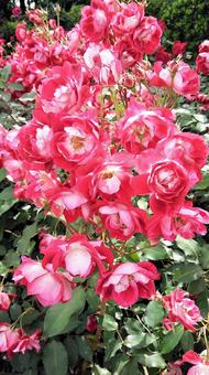 鮮やかな薔薇の花 薔薇,花,バラ科の写真素材