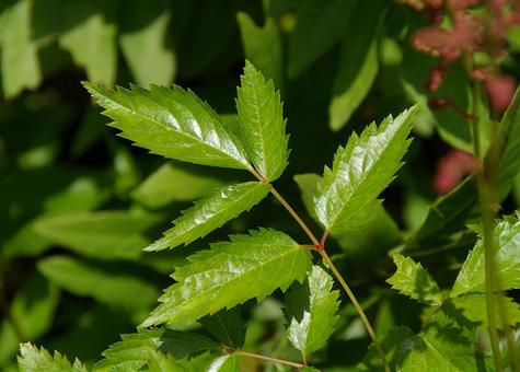 アスチルベ アスチルベ アスチルベ,アケボノショウマ,曙升麻の写真素材