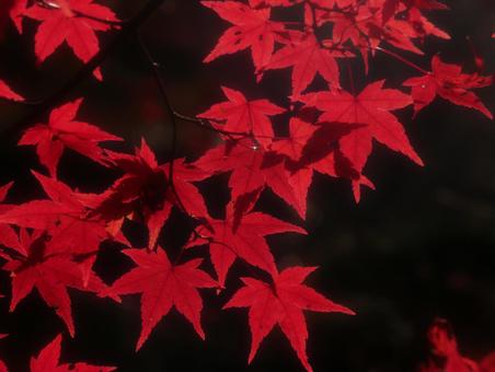 黒い背景の紅葉の写真