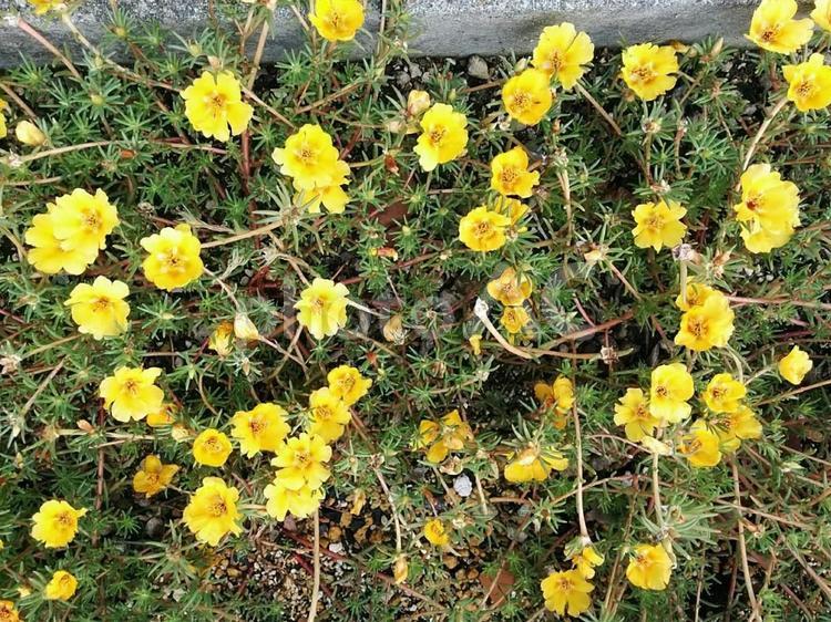 花　マツバボタン　まつばぼたん　松葉牡丹　ツメキリソウ　爪切草　ヒデリソウ　日照草　ホロビンソウ　不亡草　無邪気　可憐　3 花,マツバボタン,まつばぼたんの写真素材