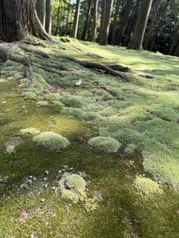 Photo, toshodaiji temple, moss, jianzhen, 